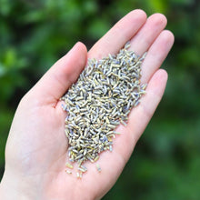 Load image into Gallery viewer, Lavender Flowers Organic (Lavendula x Intermedia) - 1oz