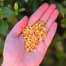 Load image into Gallery viewer, Orange Peel (Sweet) Organic - 1oz