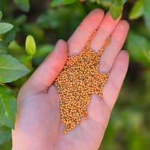Load image into Gallery viewer, Yellow Mustard Seed (Whole) Organic - 1oz
