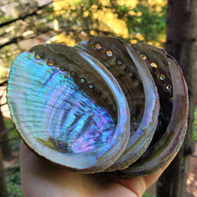 Load image into Gallery viewer, Abalone Shell Incense Holder