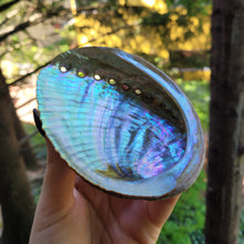 Load image into Gallery viewer, Abalone Shell Incense Holder