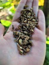 Load image into Gallery viewer, Dandelion Root Raw Organic - 1oz