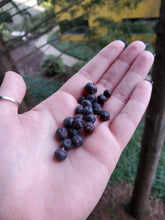 Load image into Gallery viewer, Juniper Berries Organic - 1oz