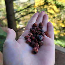 Load image into Gallery viewer, Hawthorn Berries (Whole) Organic - 1oz