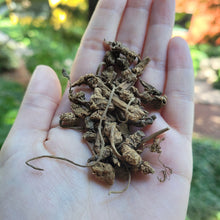 Load image into Gallery viewer, Valerian Root Organic - 1oz