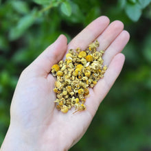 Load image into Gallery viewer, German Chamomile Flowers (Whole) Organic  - 1oz
