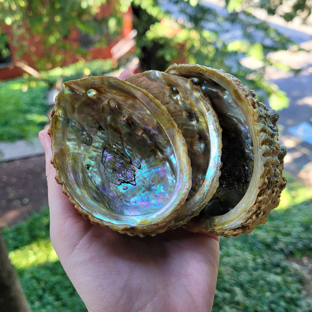Abalone Shell Incense Holder - 1 ct