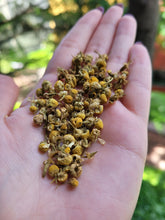 Load image into Gallery viewer, German Chamomile Flowers (Whole) Organic  - 1oz
